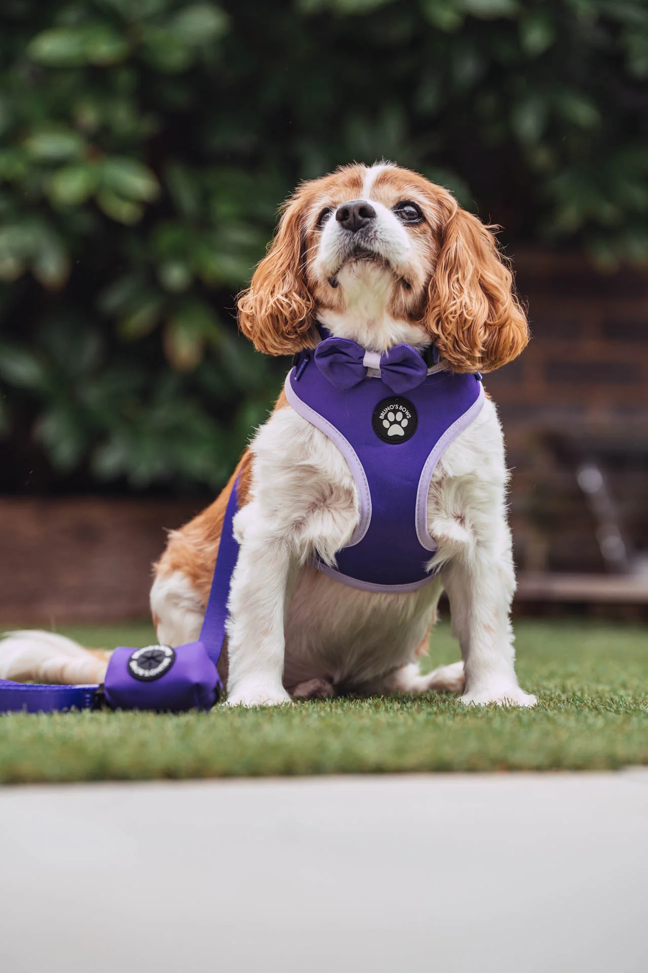 Violet MaxComfort Dog Harness - Image 3